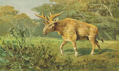 Sivatherium